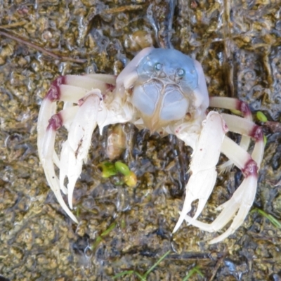 Unidentified Crab at Culburra Beach, NSW - 28 Mar 2021 by Christine