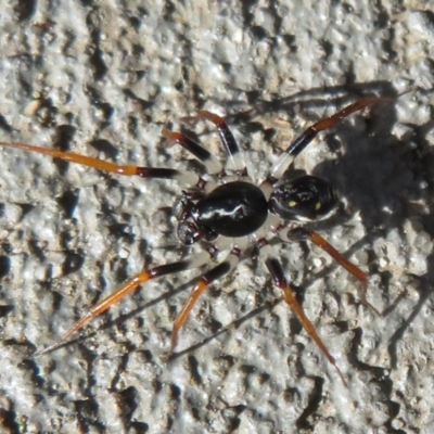 Zodariidae (family) (Ant spider or Spotted ground spider) at Tianjara, NSW - 28 Mar 2021 by Christine