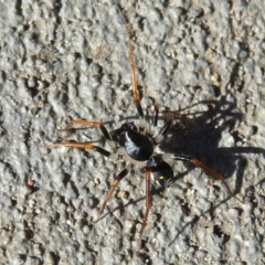 Zodariidae (family) at Tianjara, NSW - 28 Mar 2021 04:38 PM