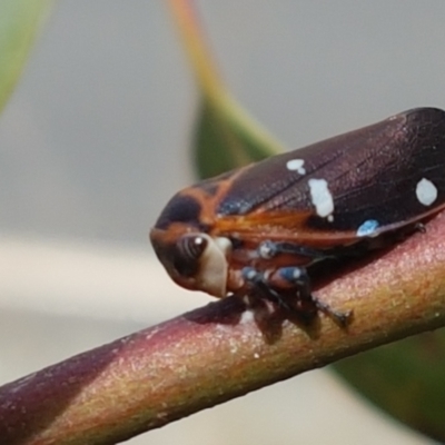 Eurymela fenestrata (Gum tree leafhopper) at Hall, ACT - 14 Apr 2021 by trevorpreston