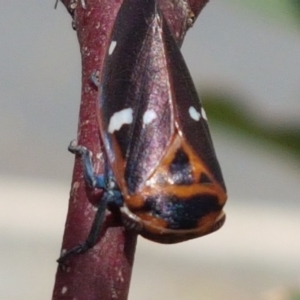 Eurymela fenestrata at Hall, ACT - 14 Apr 2021 12:20 PM