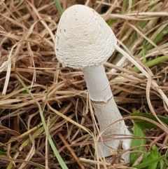 Macrolepiota dolichaula (Macrolepiota dolichaula) at Hall, ACT - 14 Apr 2021 by tpreston