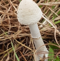 Macrolepiota dolichaula at Hall, ACT - 14 Apr 2021 12:26 PM