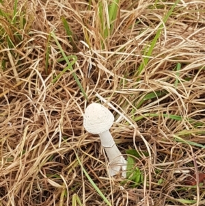 Macrolepiota dolichaula at Hall, ACT - 14 Apr 2021