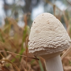 Macrolepiota dolichaula at Hall, ACT - 14 Apr 2021 12:26 PM