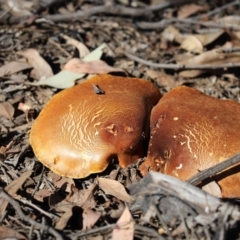 Laccocephalum sp. at Holt, ACT - 12 Apr 2021 by Tammy