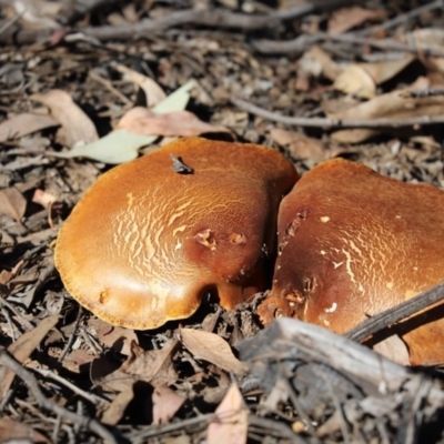 Laccocephalum sp. at Holt, ACT - 12 Apr 2021 by Tammy