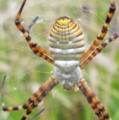 Argiope trifasciata (Banded orb weaver) at Hall, ACT - 14 Apr 2021 by trevorpreston