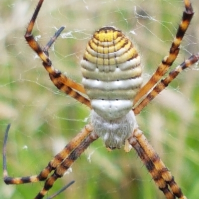 Argiope trifasciata (Banded orb weaver) at Hall Cemetery - 14 Apr 2021 by tpreston