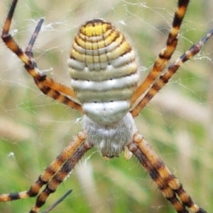 Argiope trifasciata at Hall, ACT - 14 Apr 2021