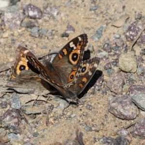 Junonia villida at Cook, ACT - 13 Apr 2021