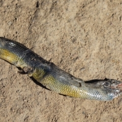 Hemiergis talbingoensis (Three-toed Skink) at Cook, ACT - 13 Apr 2021 by Tammy