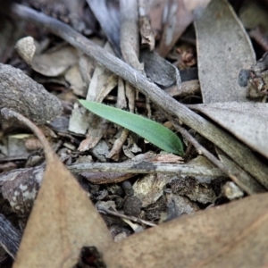 Cyanicula caerulea at Point 3852 - suppressed