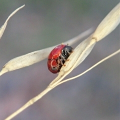 Ditropidus sp. (genus) (Leaf beetle) at Holt, ACT - 13 Apr 2021 by CathB