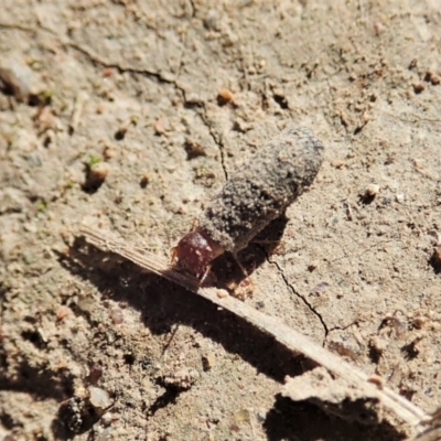 Cryptocephalinae (sub-family) (A case-bearing leaf beetle) at Holt, ACT - 1 Apr 2021 by CathB