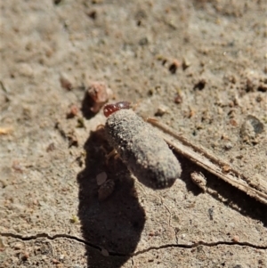 Cryptocephalinae (sub-family) at Holt, ACT - 1 Apr 2021