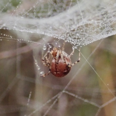 Unidentified Spider (Araneae) at Aranda, ACT - 12 Mar 2021 by CathB
