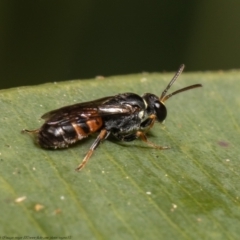 Hylaeus (Prosopisteron) littleri (Hylaeine colletid bee) at ANBG - 14 Apr 2021 by Roger