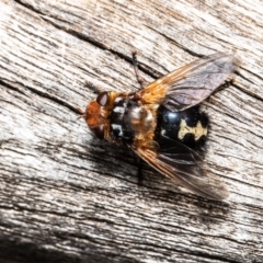 Microtropesa sp. (genus) at Acton, ACT - 14 Apr 2021 11:51 AM