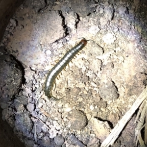 Cormocephalus sp.(genus) at Hughes, ACT - 14 Apr 2021