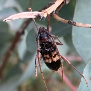 Phoracantha semipunctata at Murrumbateman, NSW - 14 Apr 2021 05:28 PM