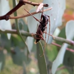 Phoracantha semipunctata at Murrumbateman, NSW - 14 Apr 2021