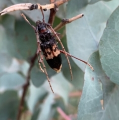 Phoracantha semipunctata at Murrumbateman, NSW - 14 Apr 2021