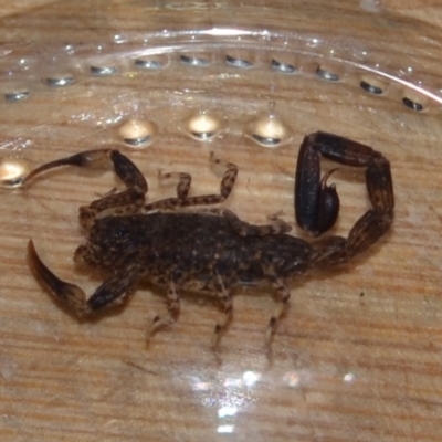 Lychas marmoreus (Little Marbled Scorpion) by 120Acres