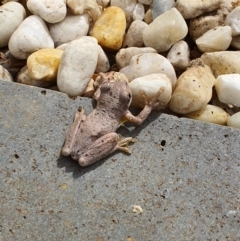 Litoria peronii (Peron's Tree Frog, Emerald Spotted Tree Frog) at Pearce, ACT - 14 Apr 2021 by Shell