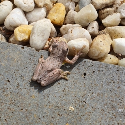 Litoria peronii (Peron's Tree Frog, Emerald Spotted Tree Frog) at Pearce, ACT - 14 Apr 2021 by Shell