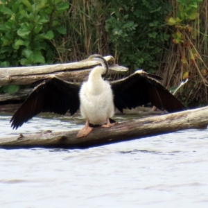 Anhinga novaehollandiae at Kingston, ACT - 14 Apr 2021