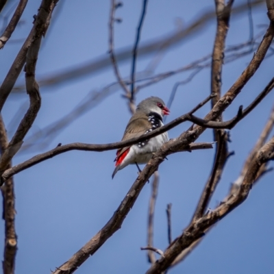 Stagonopleura guttata (Diamond Firetail) at Booth, ACT - 11 Apr 2021 by trevsci