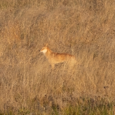 Canis lupus (Dingo / Wild Dog) at Rendezvous Creek, ACT - 11 Apr 2021 by trevsci