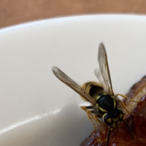 Vespula germanica at Campbell, ACT - 1 Apr 2021 11:38 AM