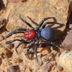 Missulena occatoria (Red-headed Mouse Spider) at O'Connor, ACT - 30 Mar 2021 by ConBoekel