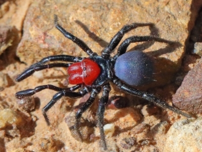 Missulena occatoria (Red-headed Mouse Spider) at O'Connor, ACT - 30 Mar 2021 by ConBoekel