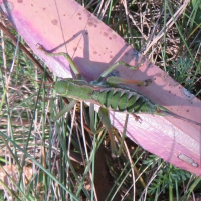 Chlorodectes montanus (Montane green shield back katydid) at Brindabella, ACT - 3 Apr 2021 by Christine