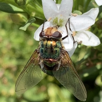 Rutilia (Chrysorutilia) sp. (genus & subgenus) (A Bristle Fly) at Murrumbateman, NSW - 17 Feb 2021 by SimoneC