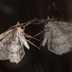 Dissomorphia australiaria (Dashed Geometrid, Ennominae) at Melba, ACT - 29 Mar 2021 by Bron