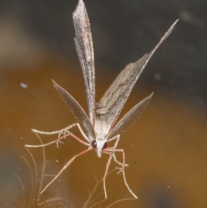 Dissomorphia australiaria at Melba, ACT - 29 Mar 2021