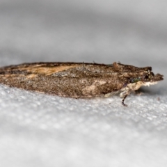 Thrincophora inconcisana (A Tortricid moth) at Melba, ACT - 30 Jan 2021 by Bron