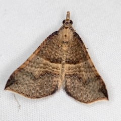 Anachloris uncinata (Hook-winged Carpet) at Melba, ACT - 30 Mar 2021 by Bron