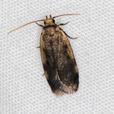 Hoplostega ochroma (a Eulechria Group moth) at Melba, ACT - 30 Mar 2021 by Bron