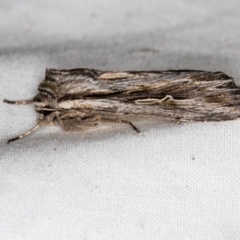 Persectania ewingii (Southern Armyworm) at Melba, ACT - 30 Mar 2021 by Bron