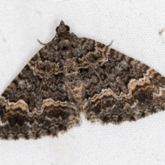 Chrysolarentia gypsomela (Gypsum Carpet) at Melba, ACT - 31 Mar 2021 by Bron