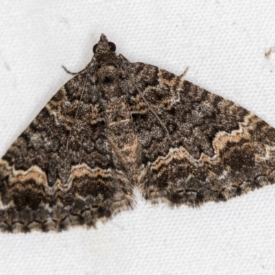 Chrysolarentia gypsomela (Gypsum Carpet) at Melba, ACT - 30 Mar 2021 by Bron