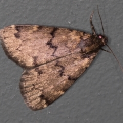 Mormoscopa phricozona (A Herminiid Moth) at Melba, ACT - 30 Mar 2021 by Bron