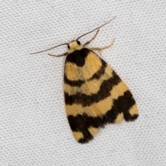 Thallarcha partita (Dark-banded Footman) at Melba, ACT - 31 Mar 2021 by Bron