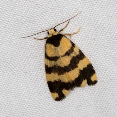 Thallarcha partita (Dark-banded Footman) at Melba, ACT - 31 Mar 2021 by Bron