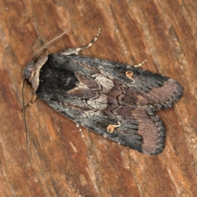 Proteuxoa cinereicollis (A noctuid or owlet moth) at Melba, ACT - 30 Mar 2021 by Bron